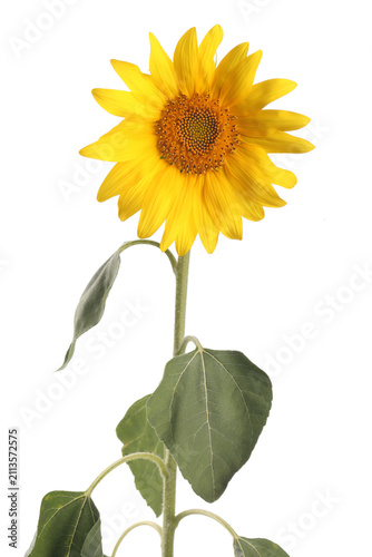 Sunflower isolated on white