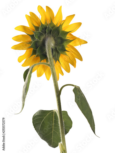 Sunflower isolated on white