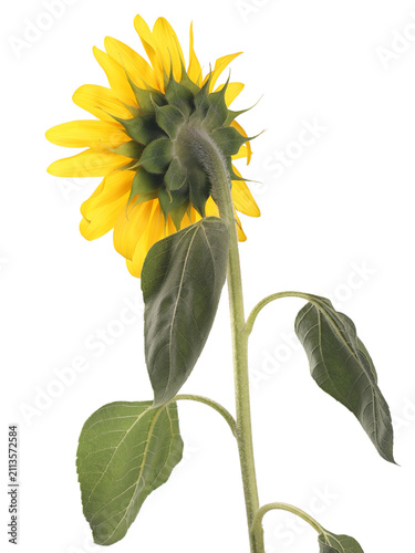 Sunflower isolated on white