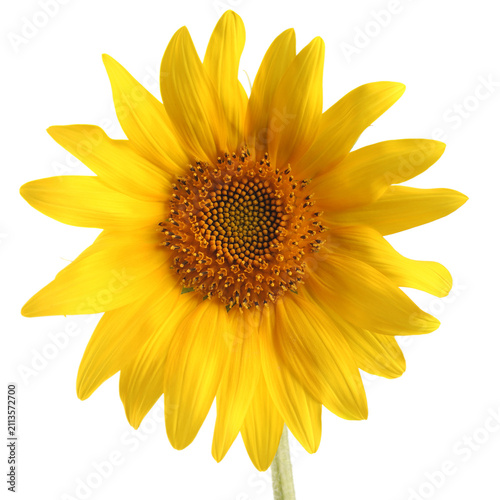 Sunflower isolated on white