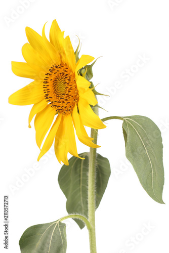 Sunflower isolated on white