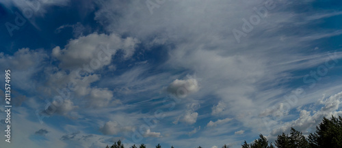 Bild auf Leinwand Cirrus and cumulus clouds drift across the blue sky above the tops of the pine trees