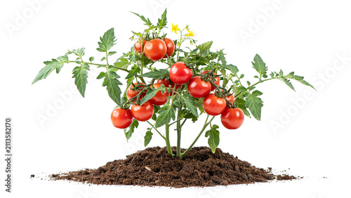 Tomato plant with ripe red tomatoes and yellow flowers growing in soil, tomatoes