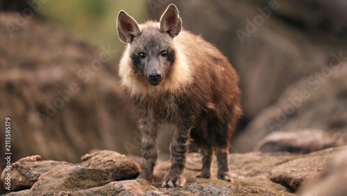 Obraz na plátně Brown Hyena Standing on Rocky Outcrop, Botswana African Savanna Wildlife Portrai