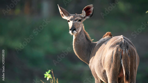 Fotografía Female Greater Kudu Antelope Alert and Watching in African Bush, Botswana