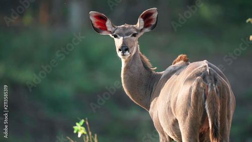 фотографія Greater Kudu Female (Tragelaphus strepsiceros) Alert Portrait, Botswana - Female
