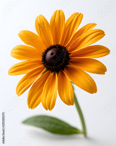 Stunning Black-eyed Susan Flower with Vibrant Golden Yellow Petals on a White Background