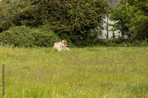 Cow laid down in a spring meadow