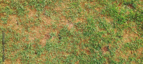 Green and dry grass creating a natural texture background