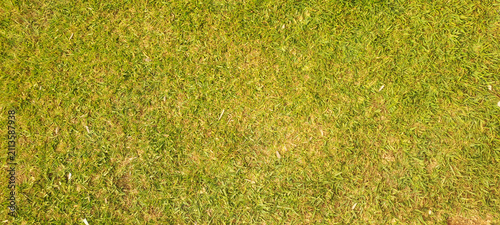 Green grass texture creating natural ground background