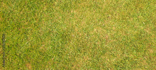 Green grass texture creating natural background pattern
