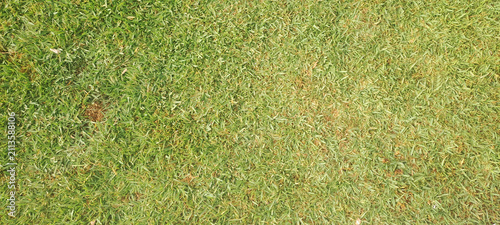 Green grass lawn texture overhead view