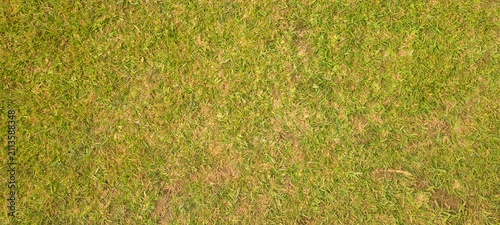 Green and yellow grass field texture background