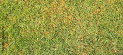 Green grass lawn showing dry patches texture