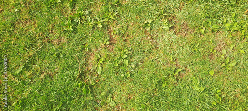 Green grass and weeds growing in a patchy lawn