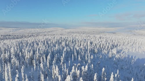 Aerial drone view of a snowy pine forest on a bright winter day. Cold fir trees covered in snow, seasonal winter nature background.
