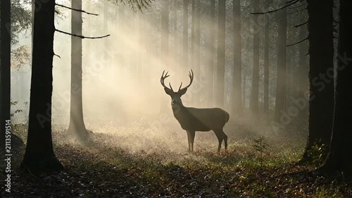 Majestic Stag Standing in Sunlit Forest Mist, Wildlife Scene