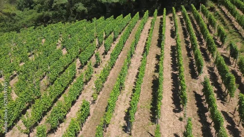 Summer hillside vineyards in Alsace with parallel grape rows and lush greenery in the French wine region