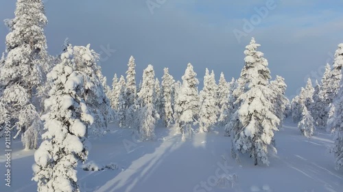 Aerial drone view of a snowy pine forest on a bright winter day. Cold fir trees covered in snow, seasonal winter nature background.