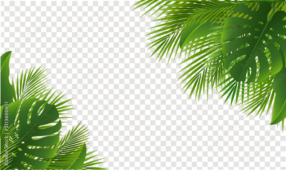 Obraz premium Green Palm Tree Branch Frame Transparent Background