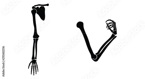 Bild auf Leinwand Human arm and forearm bone structures depicted as a stark black silhouette bones