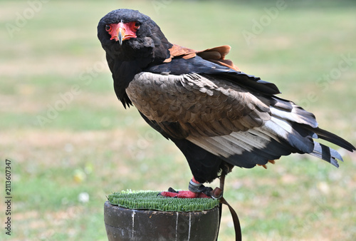 Bateleur eagle falconry animal bird