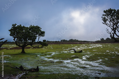 Cuadro en lienzo Die sehr mystischen Fanal-Wälder auf Madeira