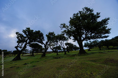 Quadro su tela Die sehr mystischen Fanal-Wälder auf Madeira