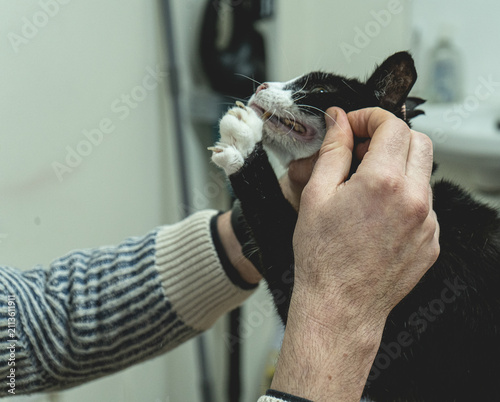 фотографія Senior black cat getting impatient during dental exam at a vet clinic