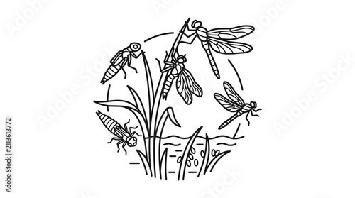 Dynamic Black and White Line Drawing of Insects and Plant Life Featuring Dragonflies Beetles Spiders and Larvae