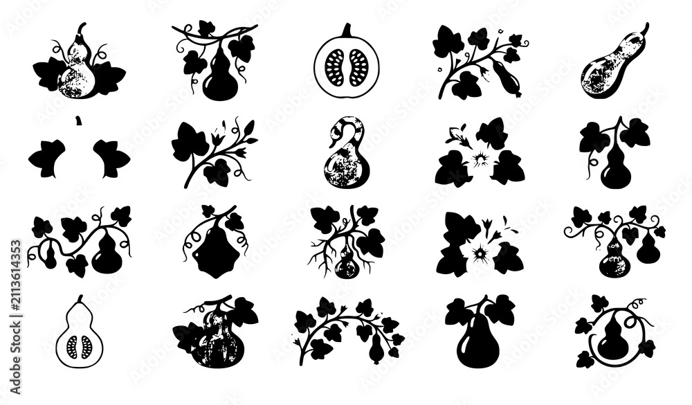 Obraz premium Bottle Gourd Calabash Botanical Vector Set with Tropical Vines Leaves Flowers and Fresh Garden Plants