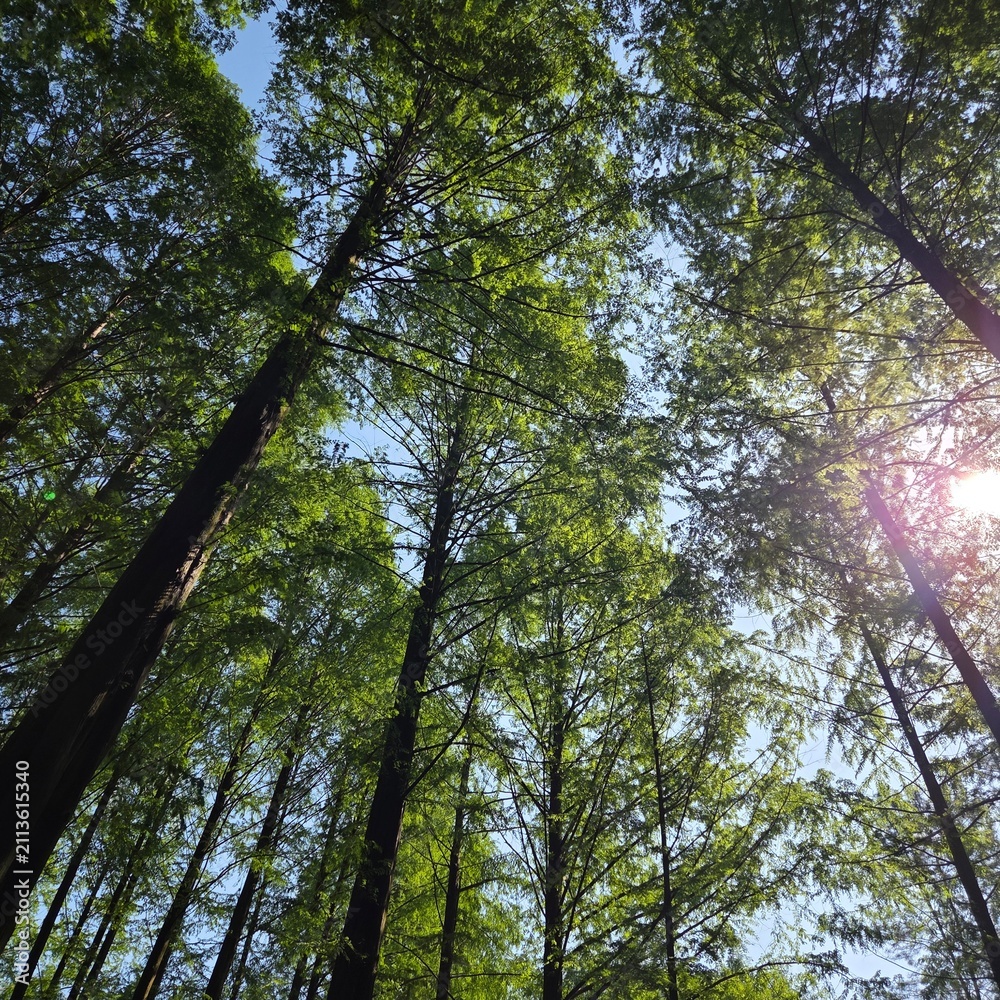 Fototapeta premium trees and sky