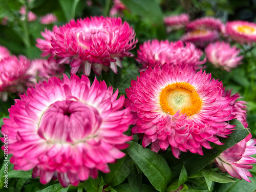 Fotografie Pink everlasting flowers