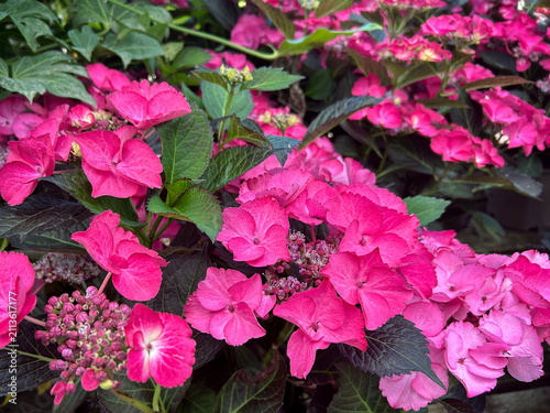 Hydrangea macrophylla Dark Angel pink
