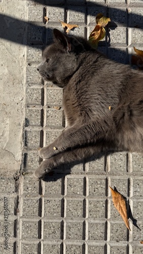 Фотография Fluffy grey cat stretching and sunbathing on sidewalk pavement