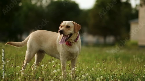 Close up of cute yellow labrador looking away on green grass outdoors.
