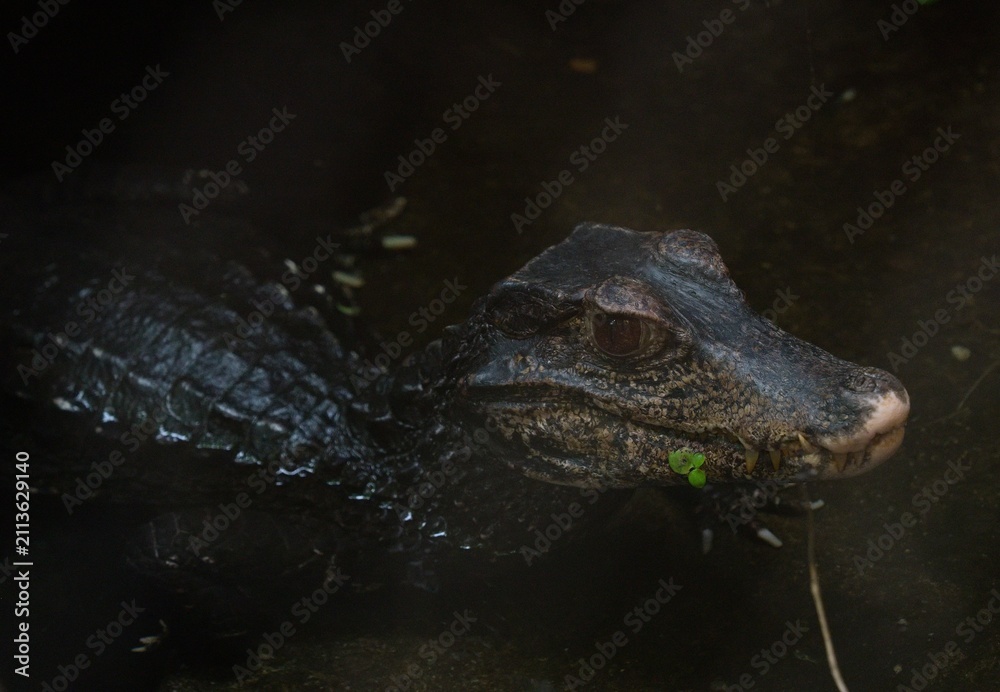 Fototapeta premium Cuvier's dwarf caiman (Paleosuchus palpebrosus)