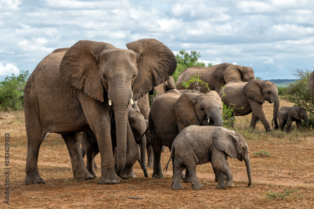 Obraz premium Elephant herd earching for food and water in Mashatu Game Reserve in the Tuli Block in Botswana.