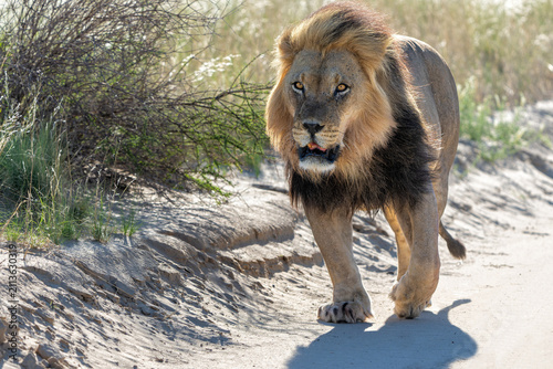 Canvas Print Lion (Panthera leo) hanging around in the sand of the Kgalagadi Transfrontier Park in South Africa, part of the  Kalahari Desert