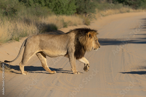 Canvas Print Lion (Panthera leo) hanging around in the sand of the Kgalagadi Transfrontier Park in South Africa, part of the  Kalahari Desert
