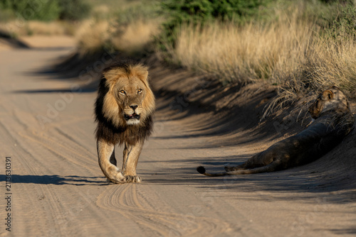 Canvas Print Lion (Panthera leo) hanging around in the sand of the Kgalagadi Transfrontier Park in South Africa, part of the  Kalahari Desert