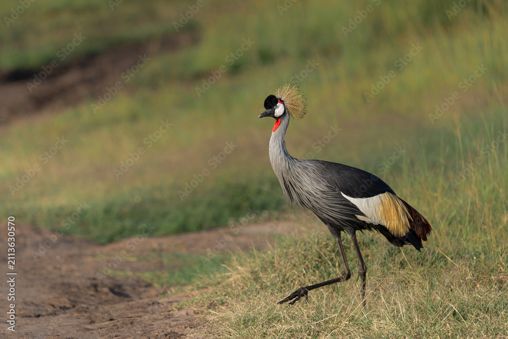 Obraz premium Grey crowned Crane (Balearica regulorum) walking on the fields of the Masai Mara National Park in Kenya
