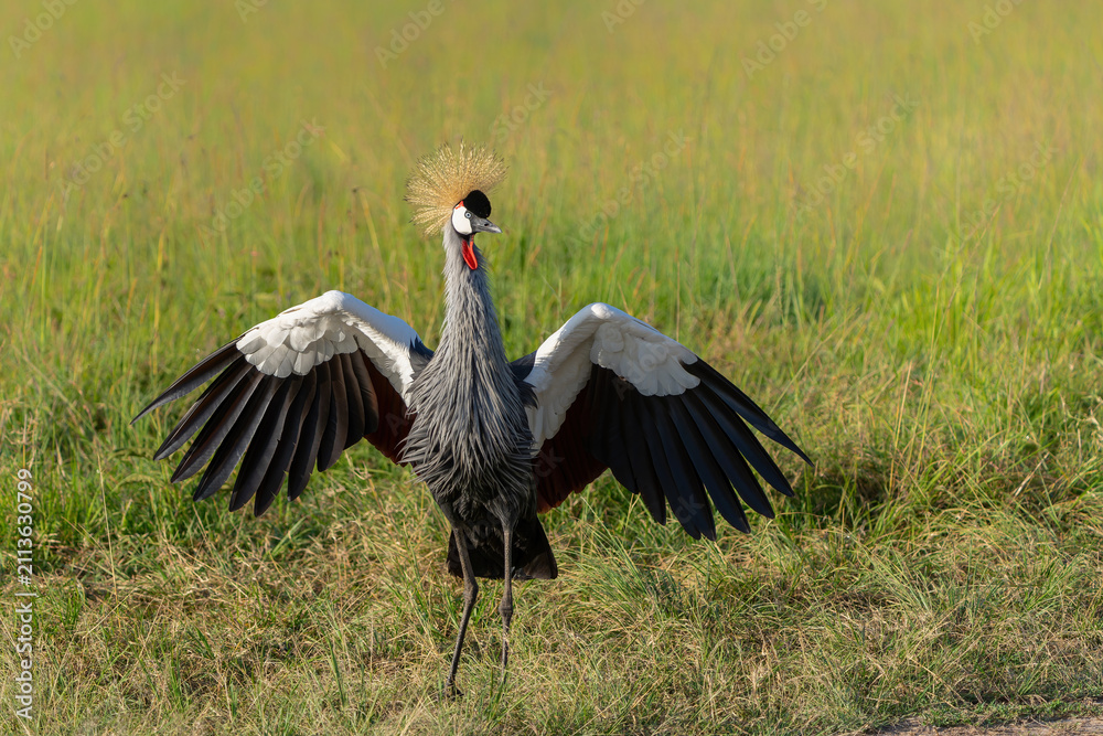 Obraz premium Grey crowned Crane (Balearica regulorum) walking on the fields of the Masai Mara National Park in Kenya