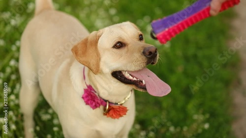 A Labrador bites and plays with a colorful rubber toy in his hand.
