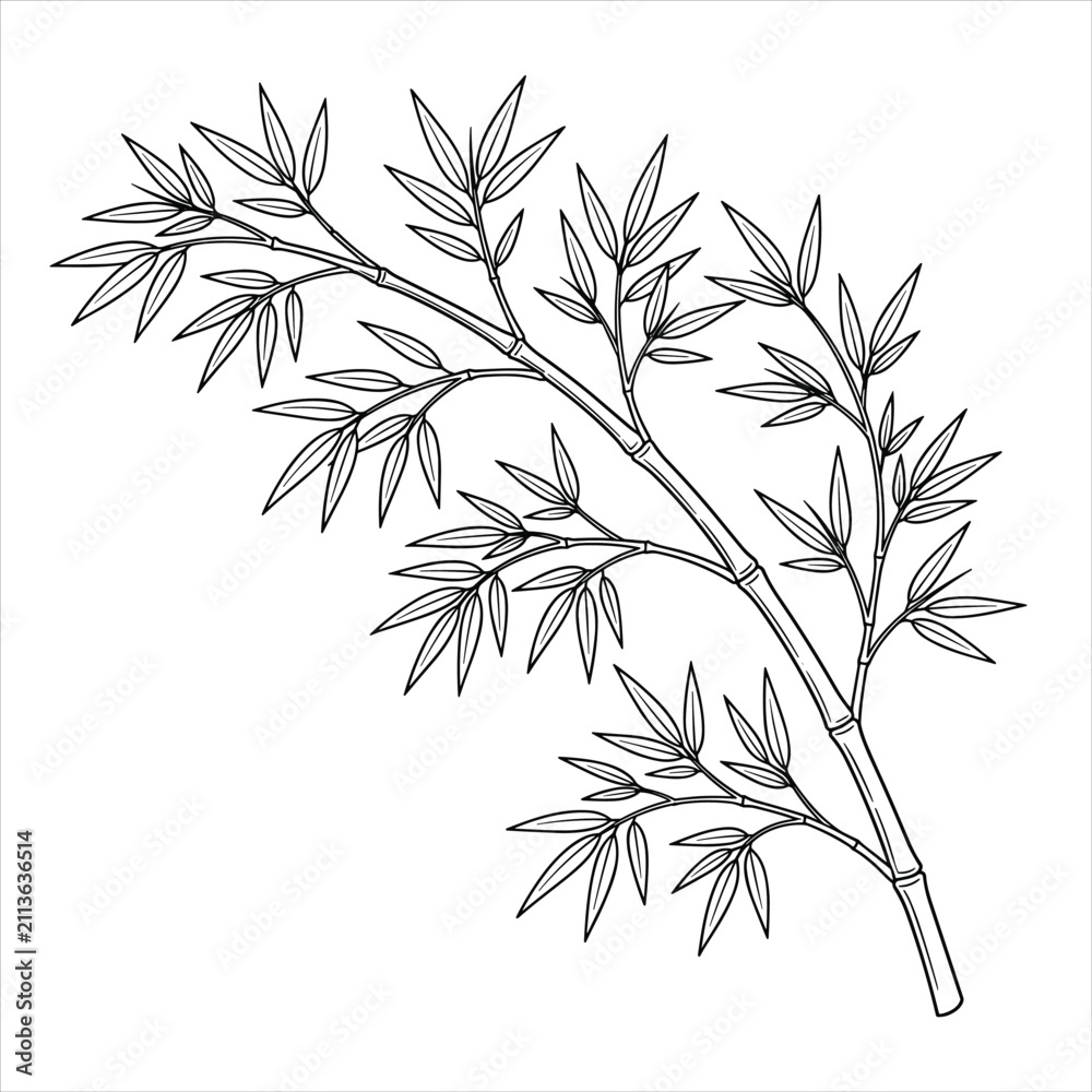 Fototapeta premium Bamboo Branch Line Art Botanical Illustration for Organic Wellness Branding