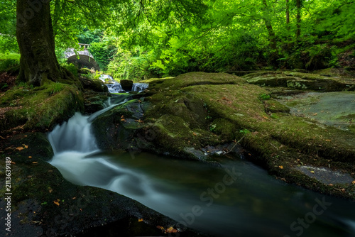 Quadro su tela stream in the forest