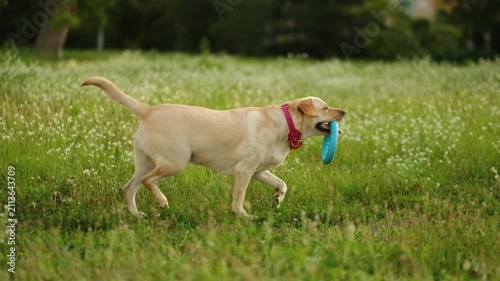 A playful yellow Labrador catches a blue ring on green grass outside.