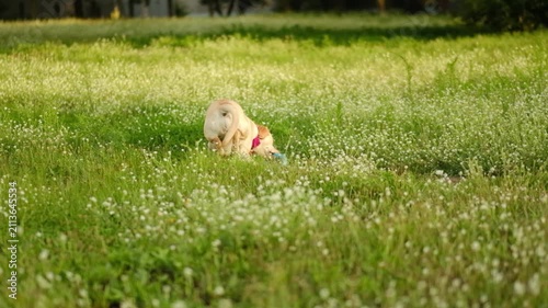 A playful yellow Labrador catches a blue ring on green grass outside.