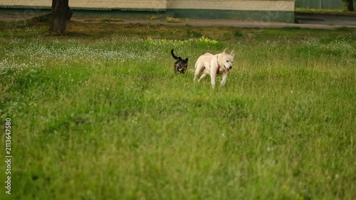 Two happy dogs play together on a green field in summer.