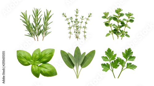 Set of fresh green culinary herbs including rosemary thyme oregano basil kale and parsley leaves for cooking recipes